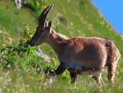 23 Arrivano alcuni stambecchi a farci compagnia